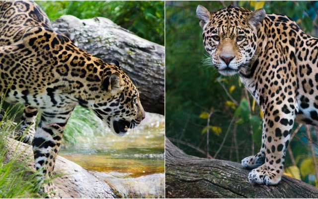 🆘 ¡La extinción de los jaguares del manglar en Nayarit es inminente! 🐆🌿