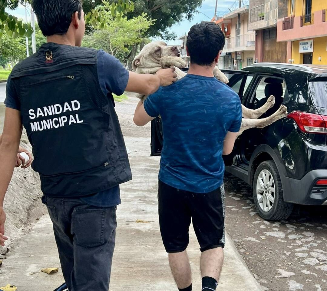 🐾 Pirata, el perrito extraviado, regresa a casa tras ser rescatado del río Mololoa